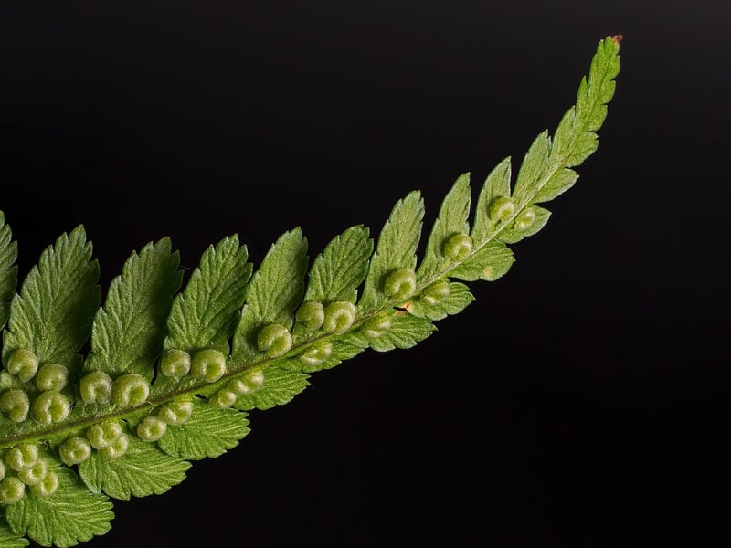 Phoenix Feather Fern Seeds